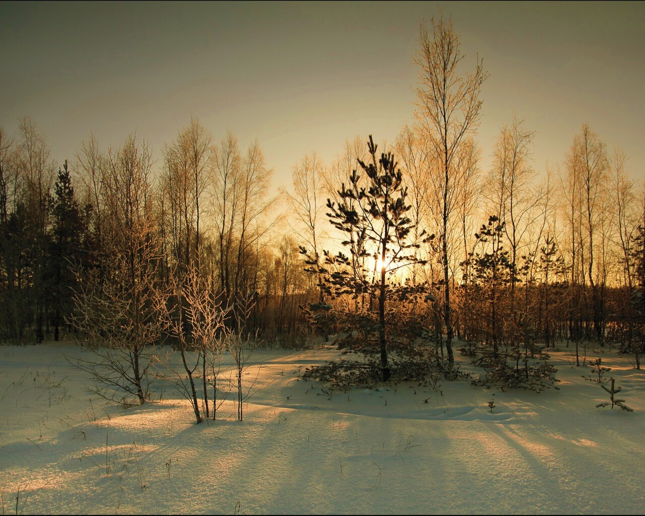 Зимний лес обои