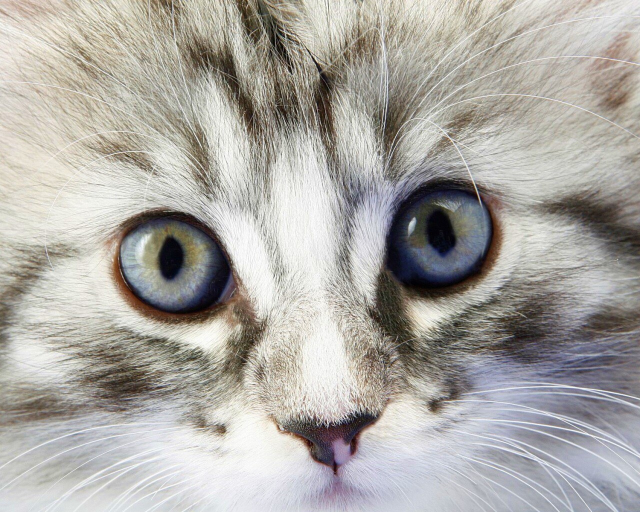 Пушистый котенок обои