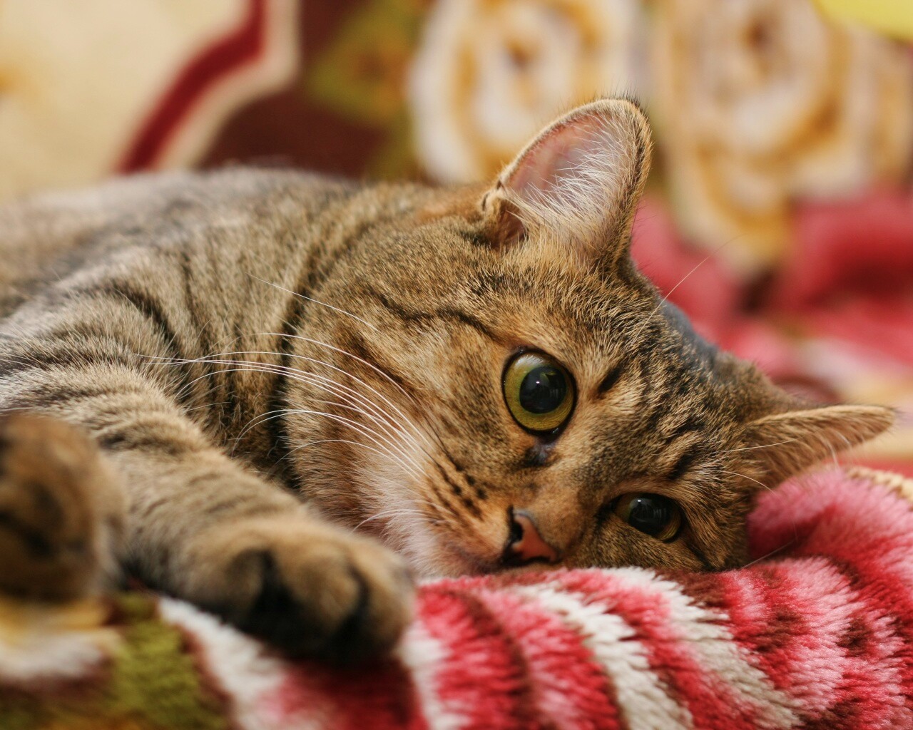 Полосатая кошка обои