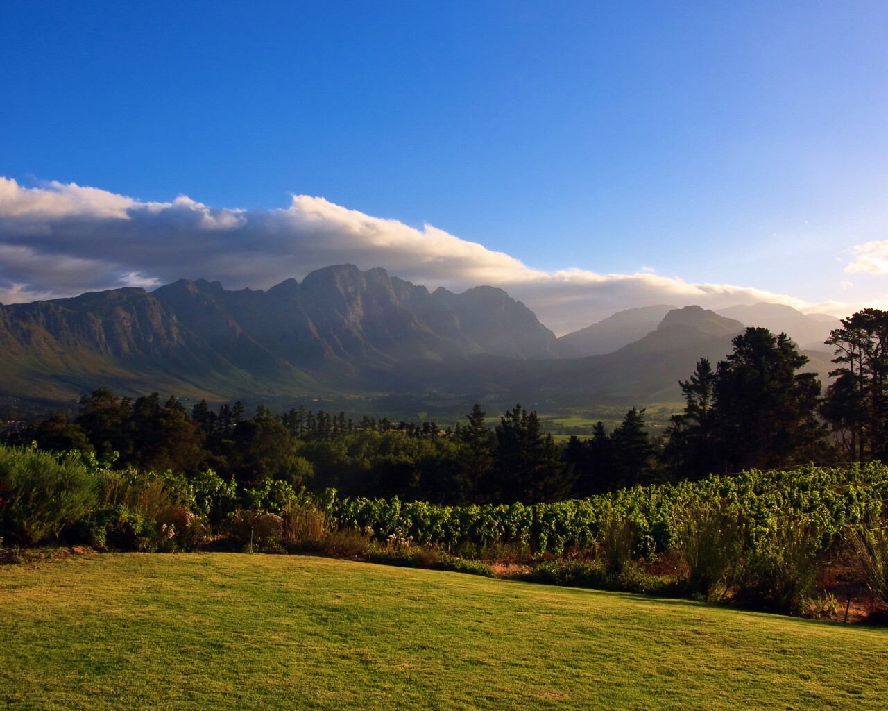 Виноградники в Африке обои