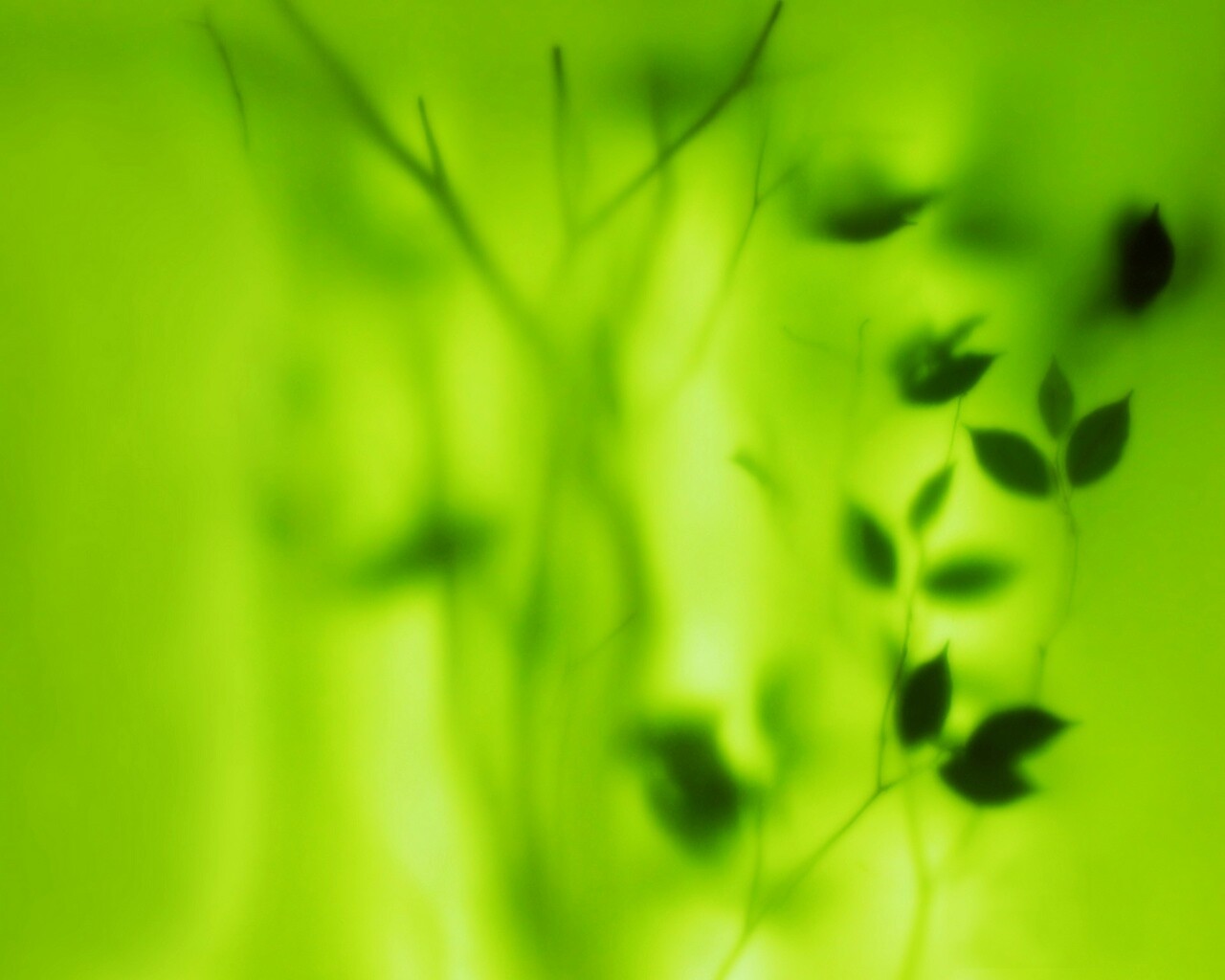 Зелень за стеклом обои