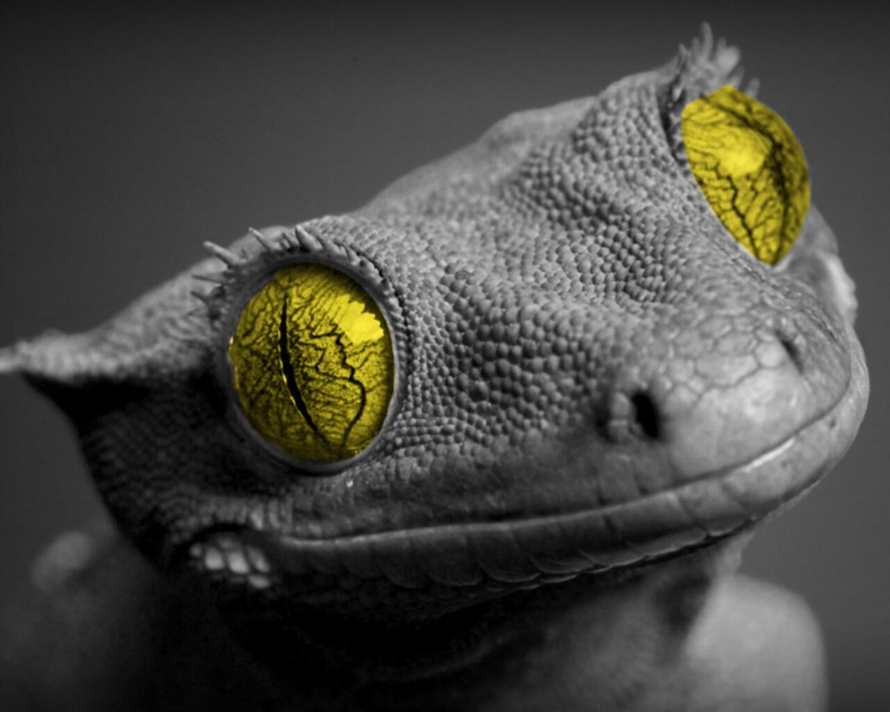 Ящерка обои