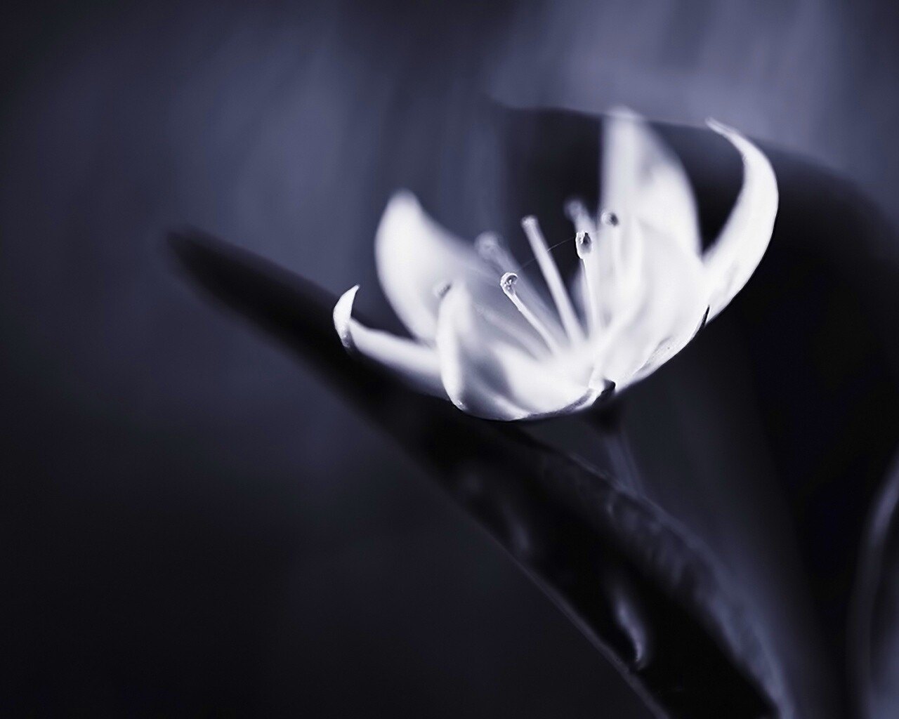 Белый цветок обои