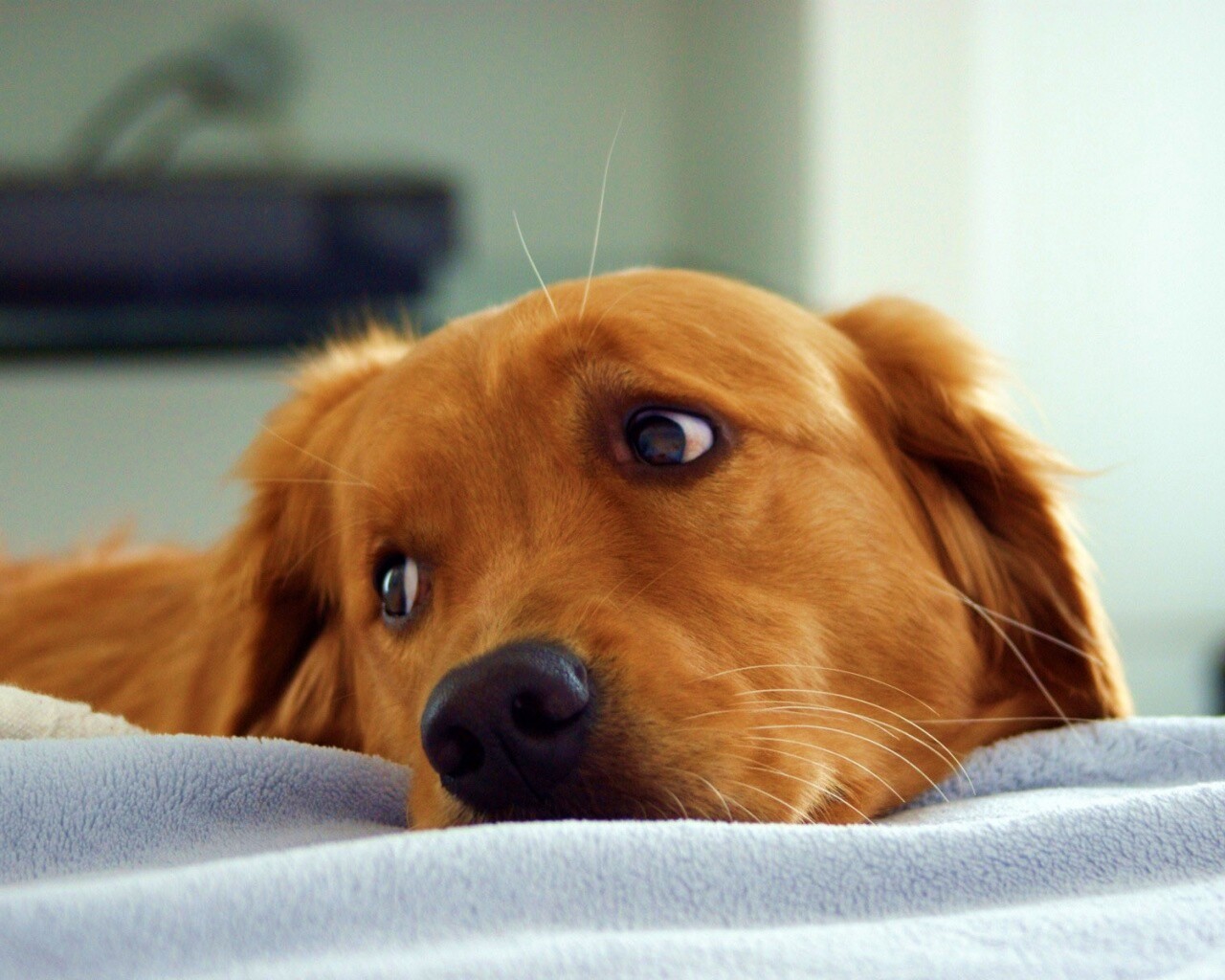 Лабрадор-ретривер обои