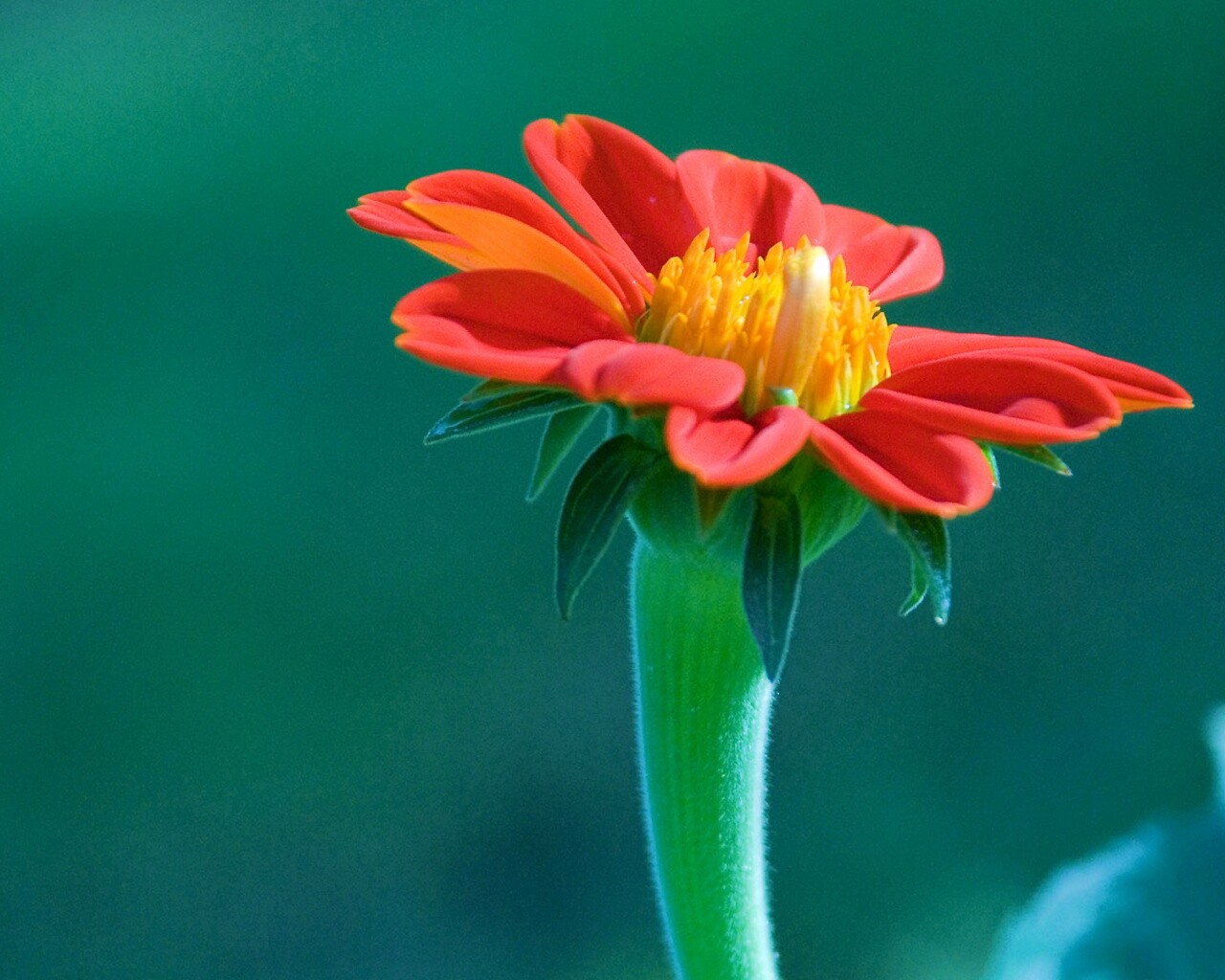 Красивый красный цветок обои