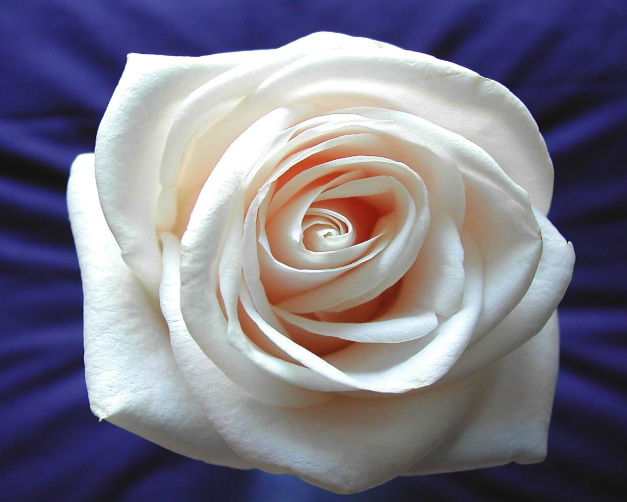Белая роза на синей ткани обои