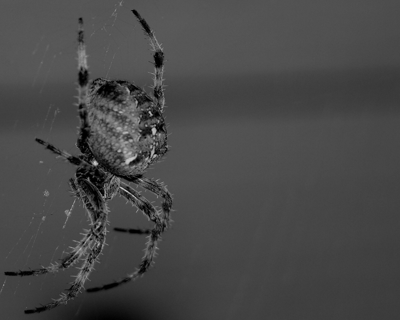 Паук обои