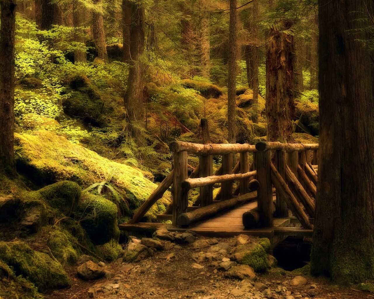 Бревенчатый мост в лесу обои