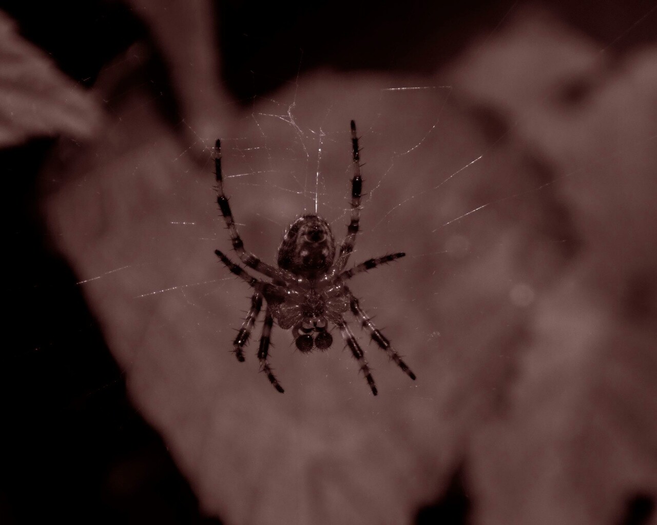 Паук на паутине обои