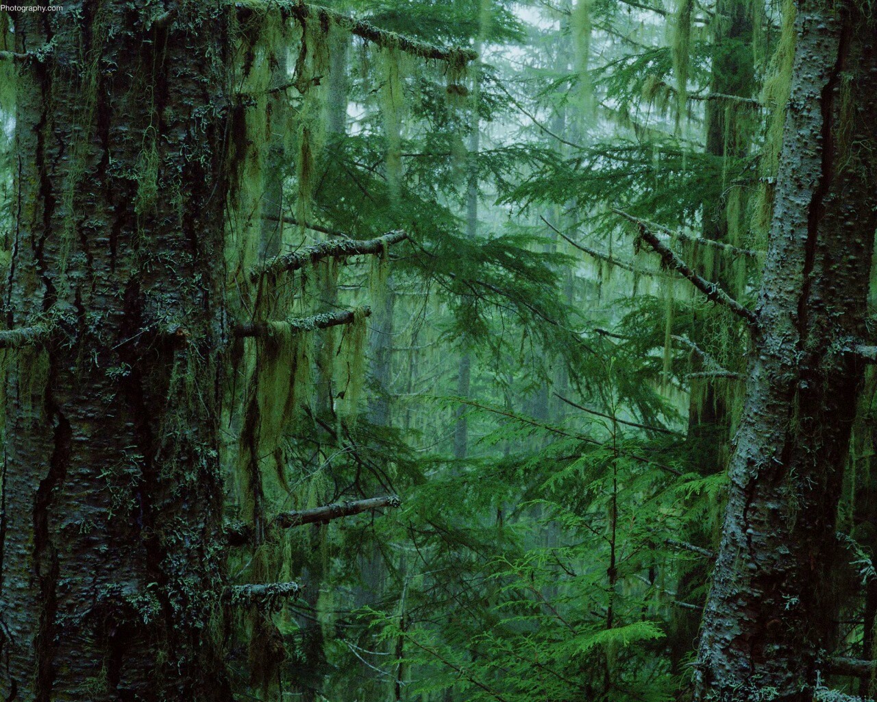 Дремучий лес обои