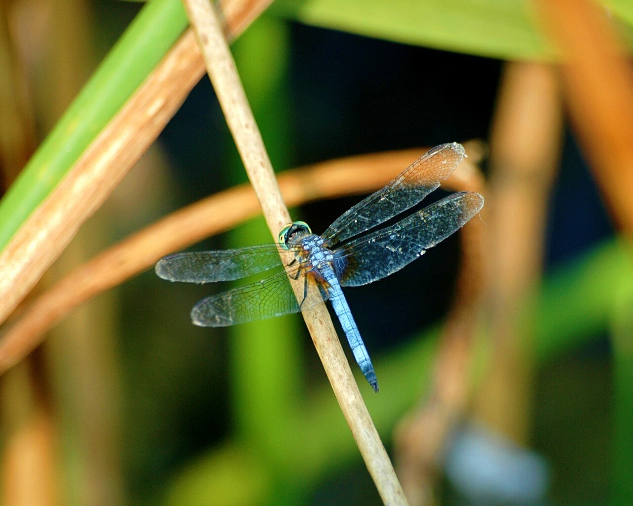 Стрекоза на тарвинке обои