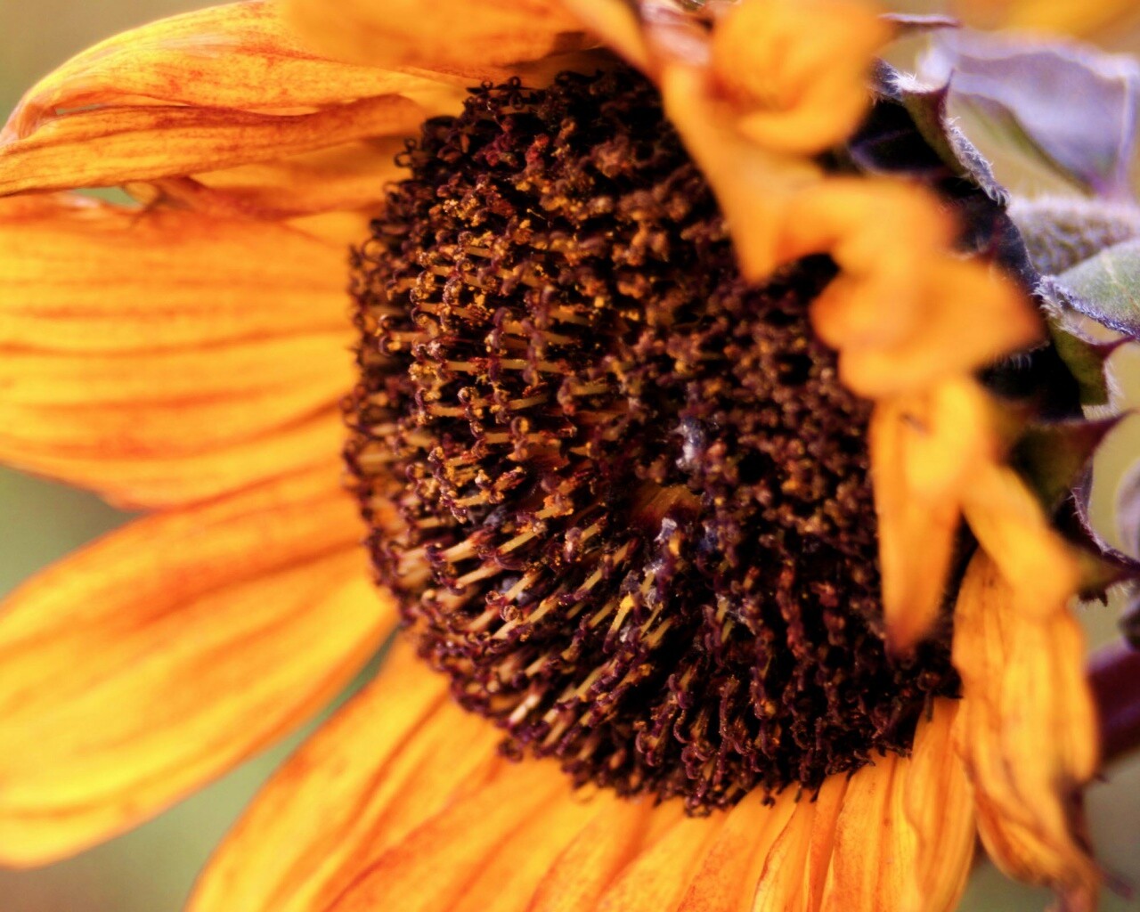 Подсолхну осенью обои