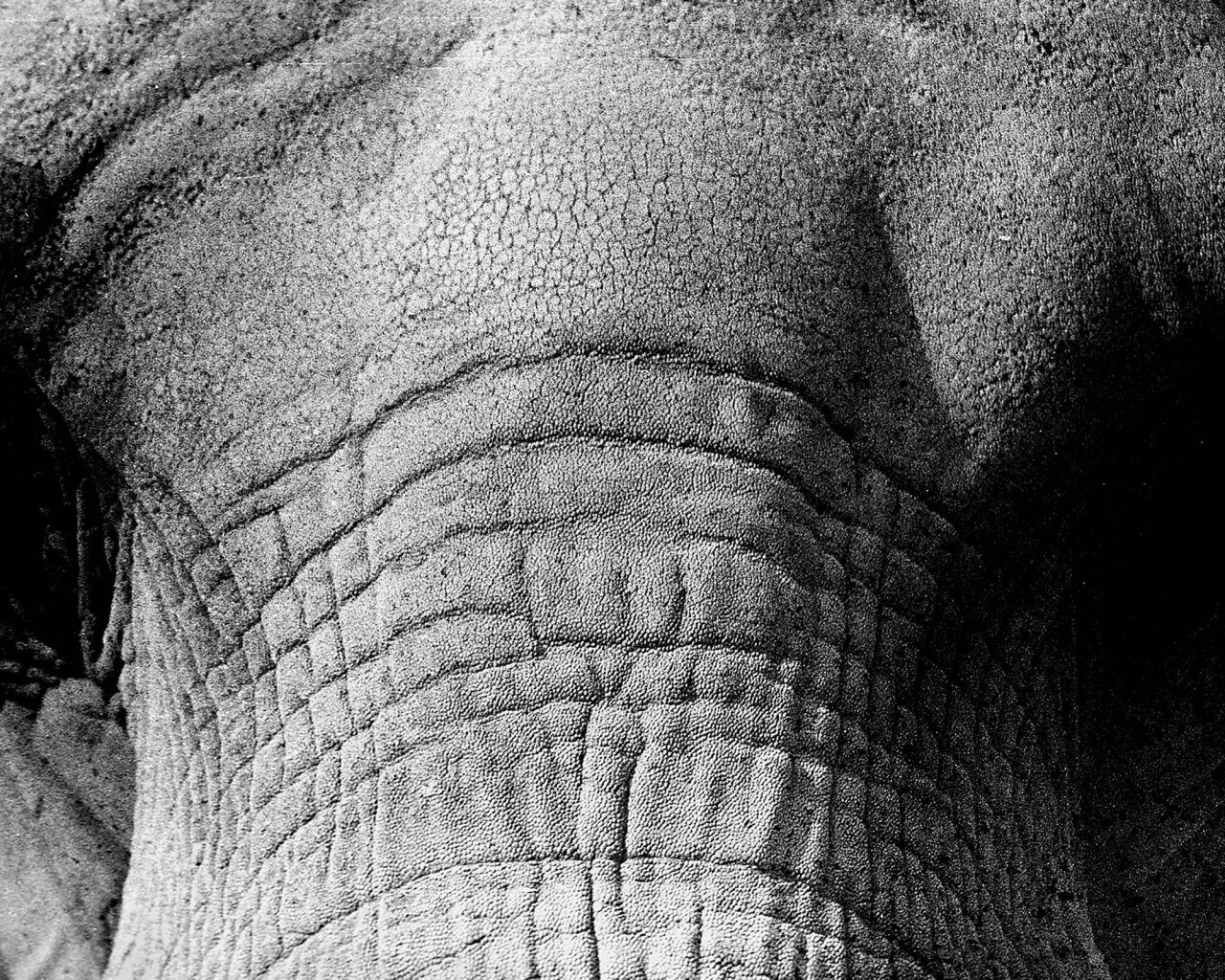 Слонячие глаза обои