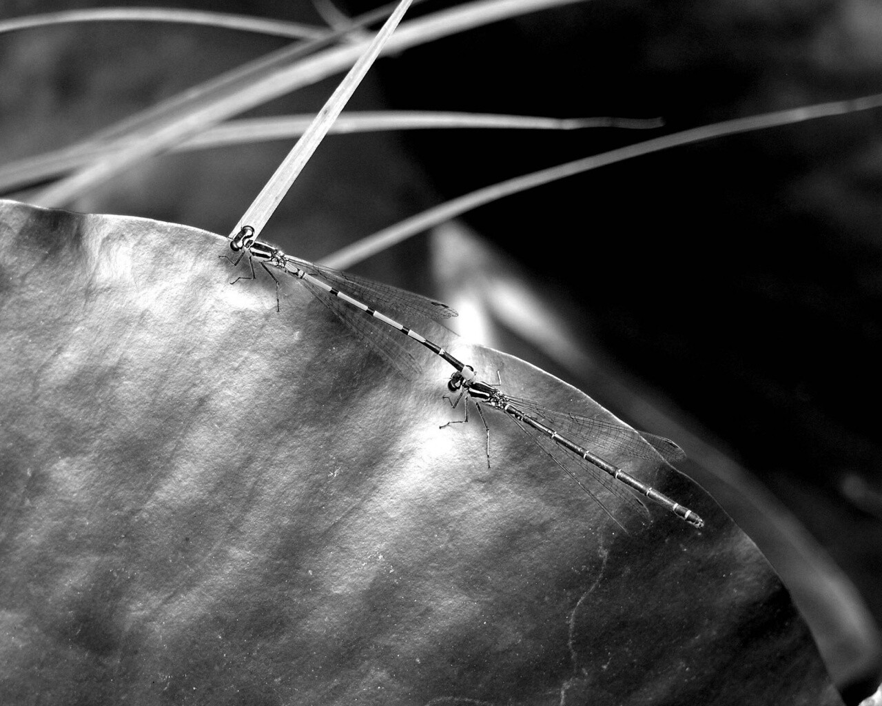 Стрекозы обои