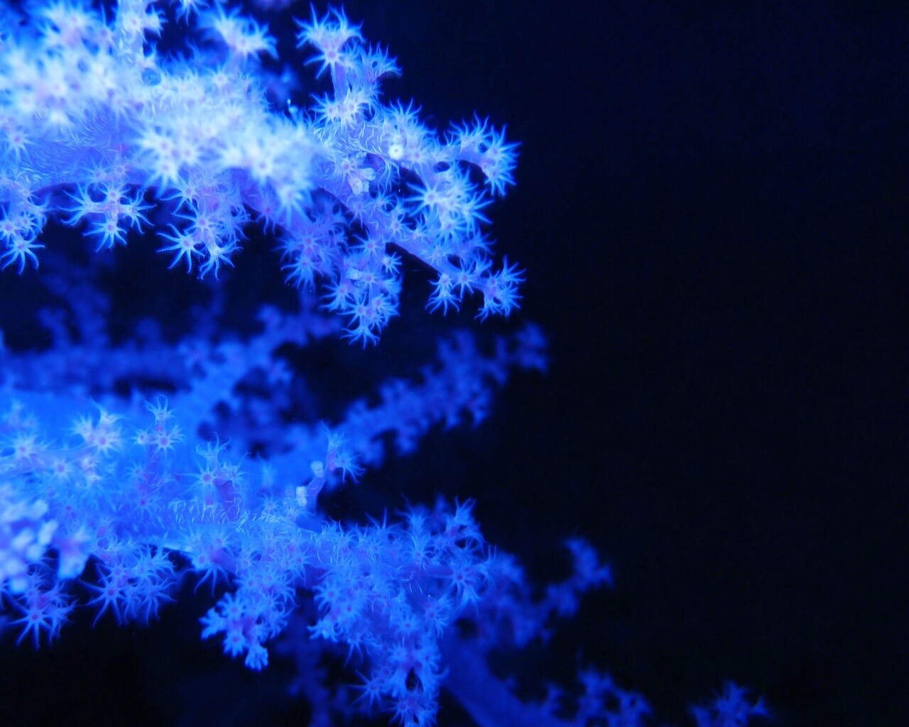 Кораллы обои