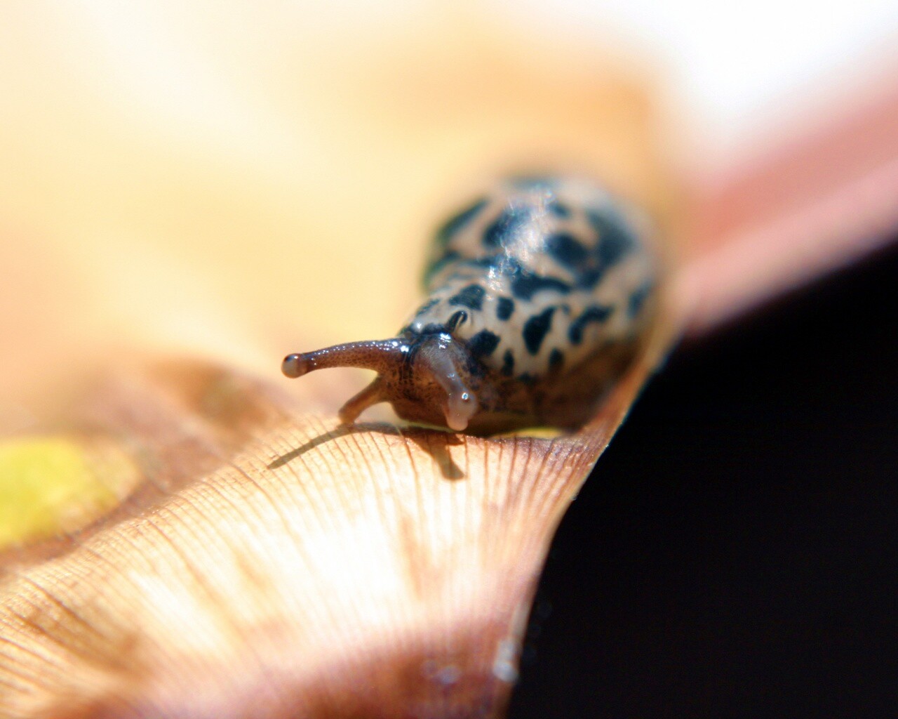 Ползущая улитка обои