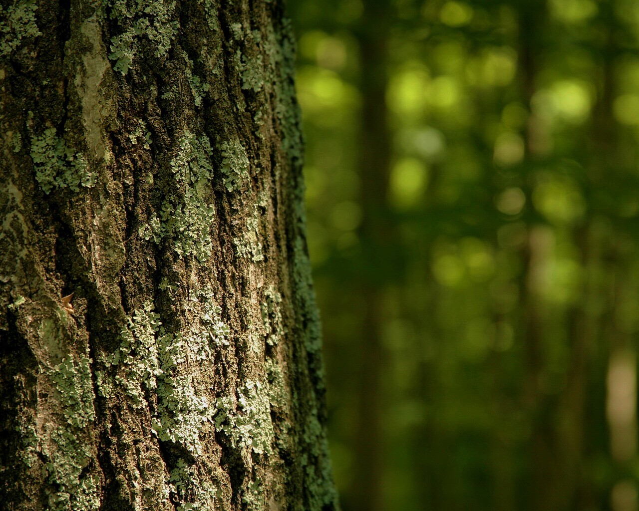 Ствол дерева обои