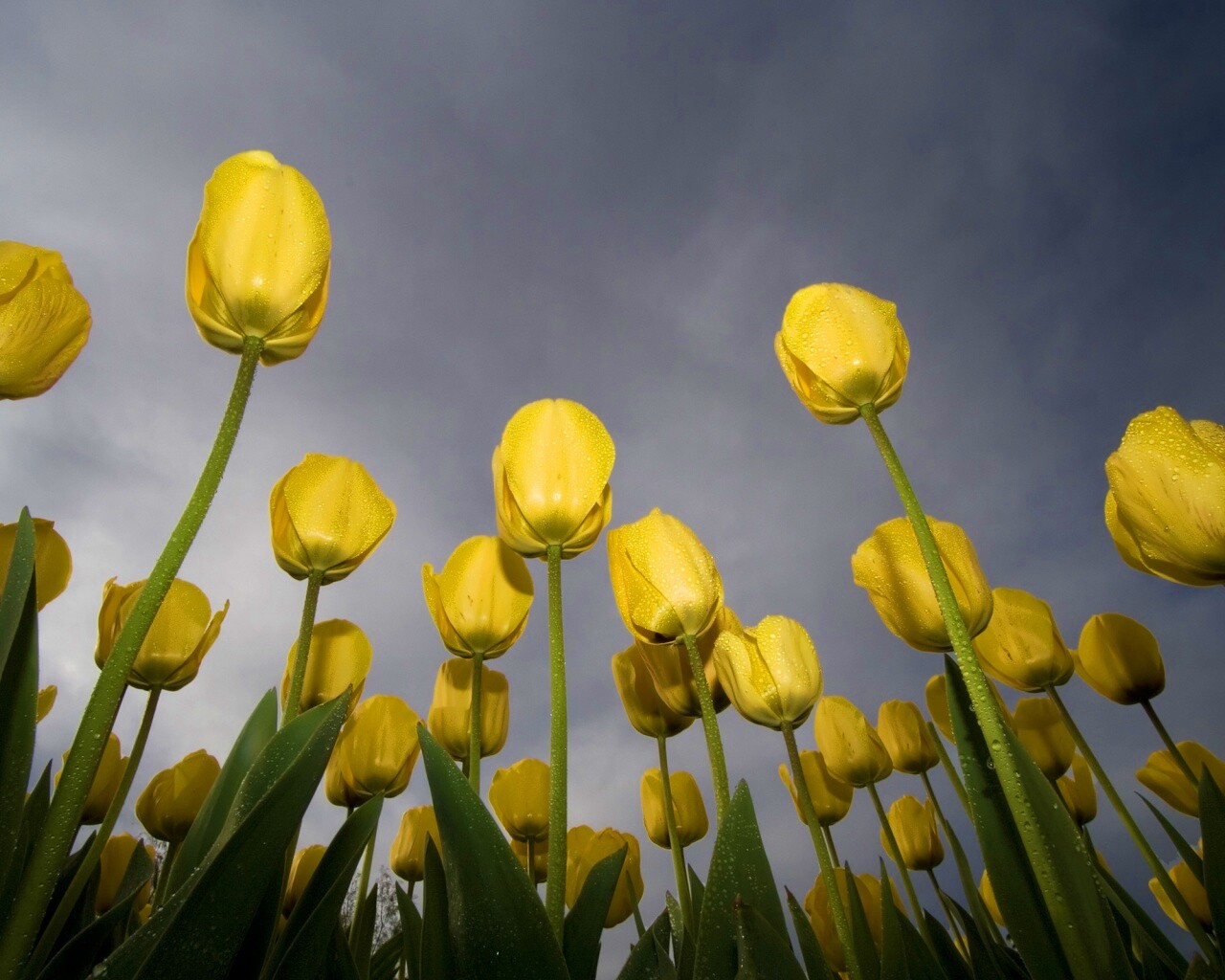 Жёлтые тюльпаны обои