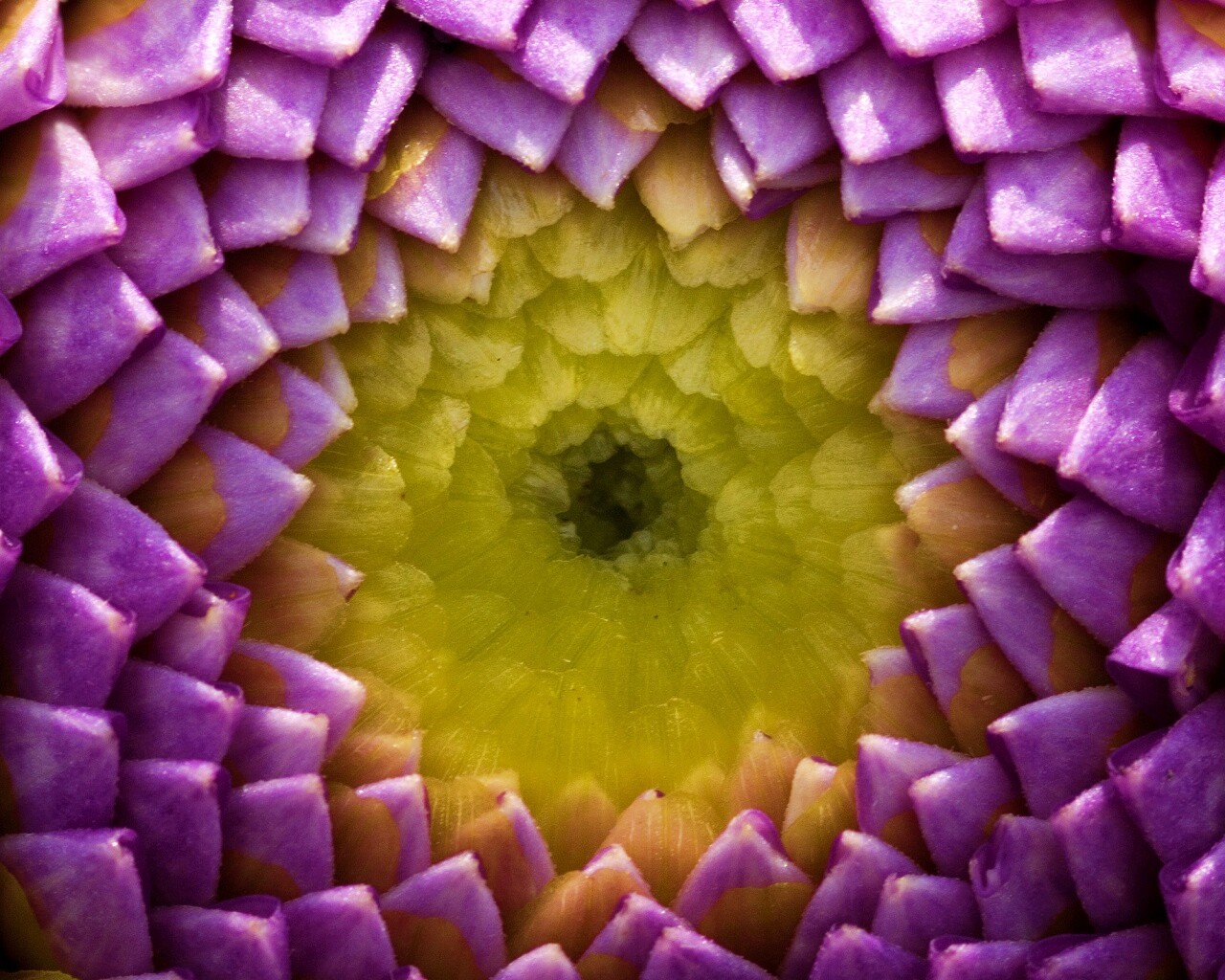 Сердцевина цветка обои