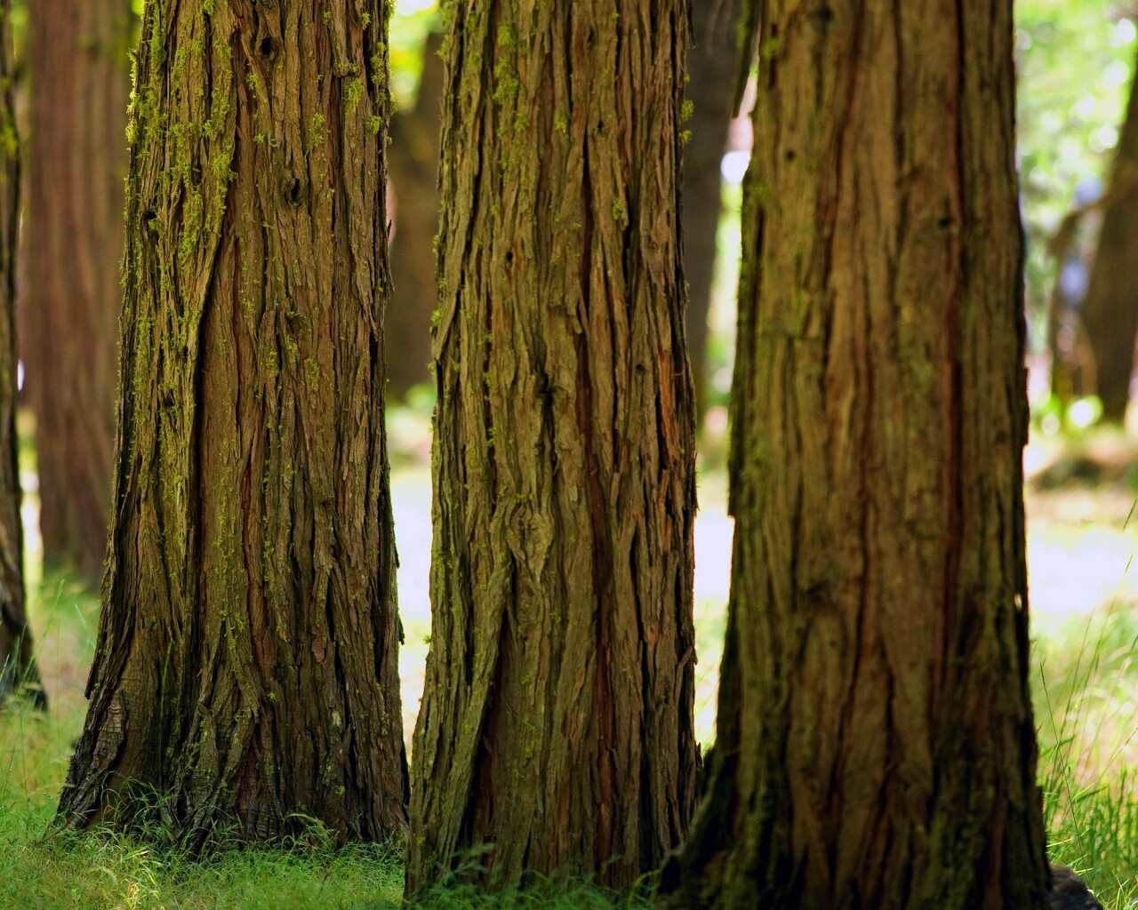 Стволы деревьев  обои