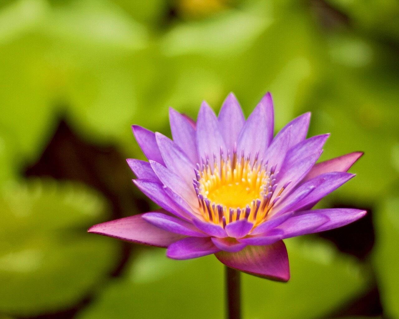 Фиолетовый цветок обои