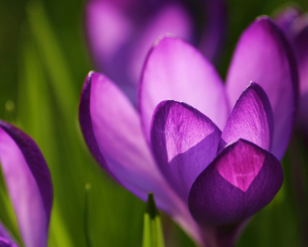 Фиолетовый крокус обои