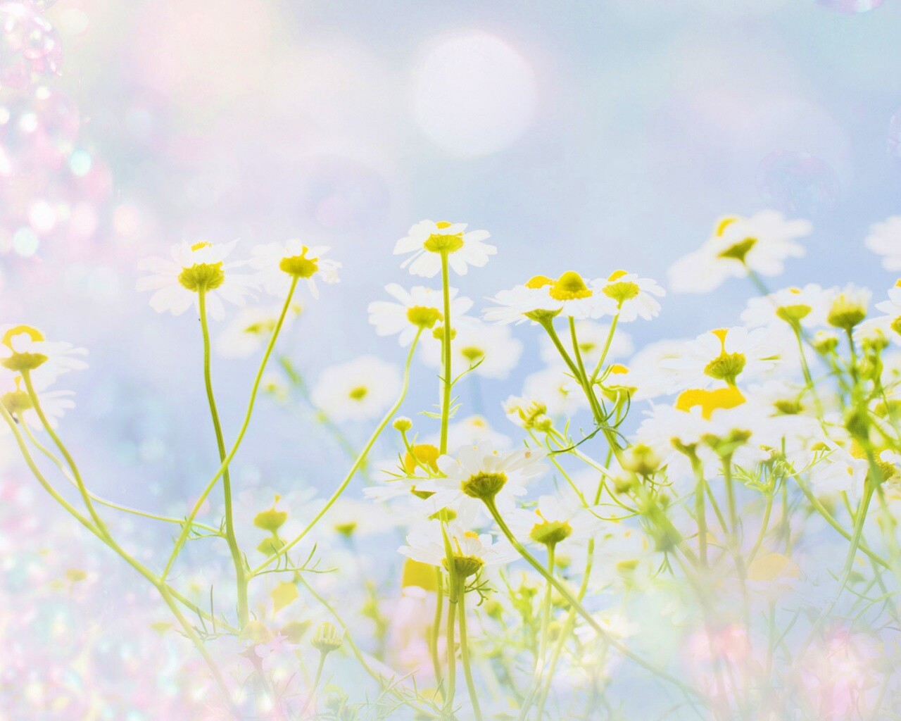 Цветочное лето обои