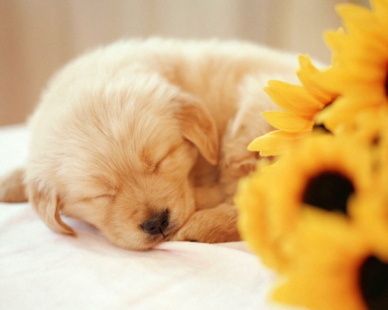 Спящий щенок обои