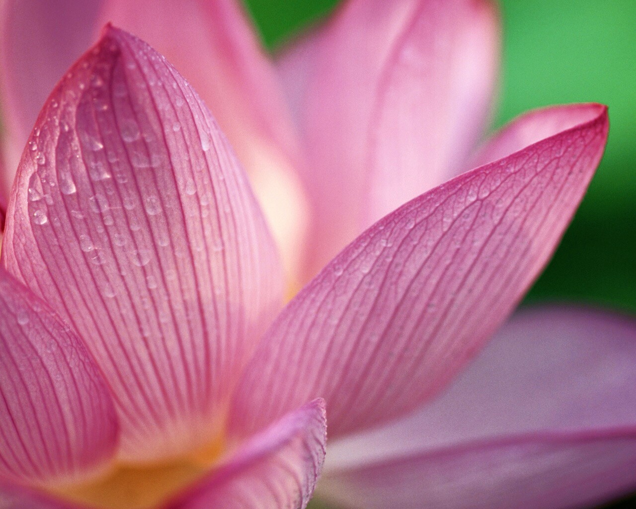 Лепестки цветов обои