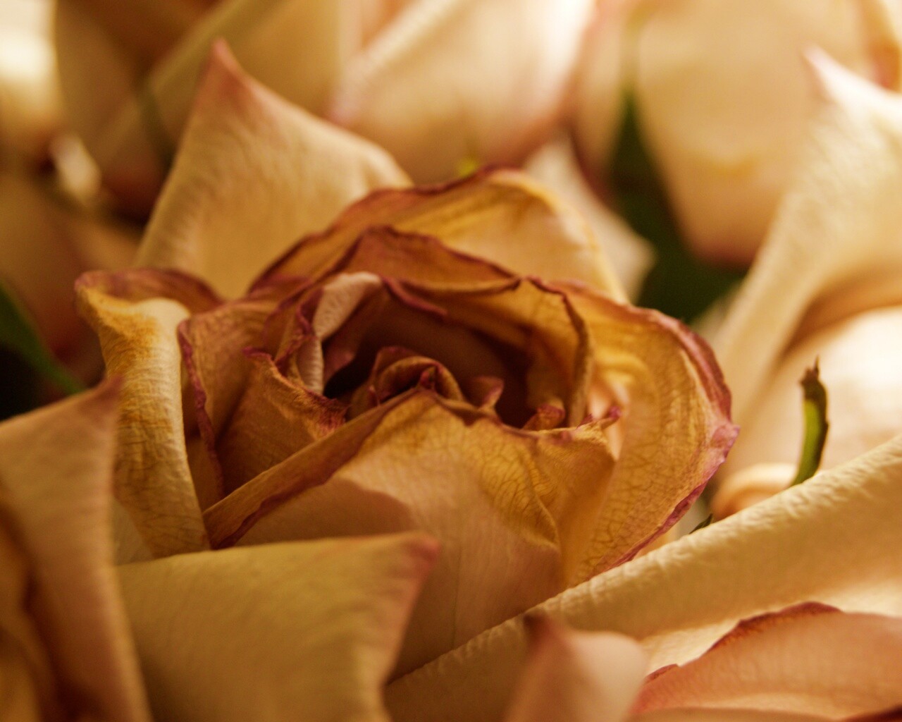 Увядающая роза обои