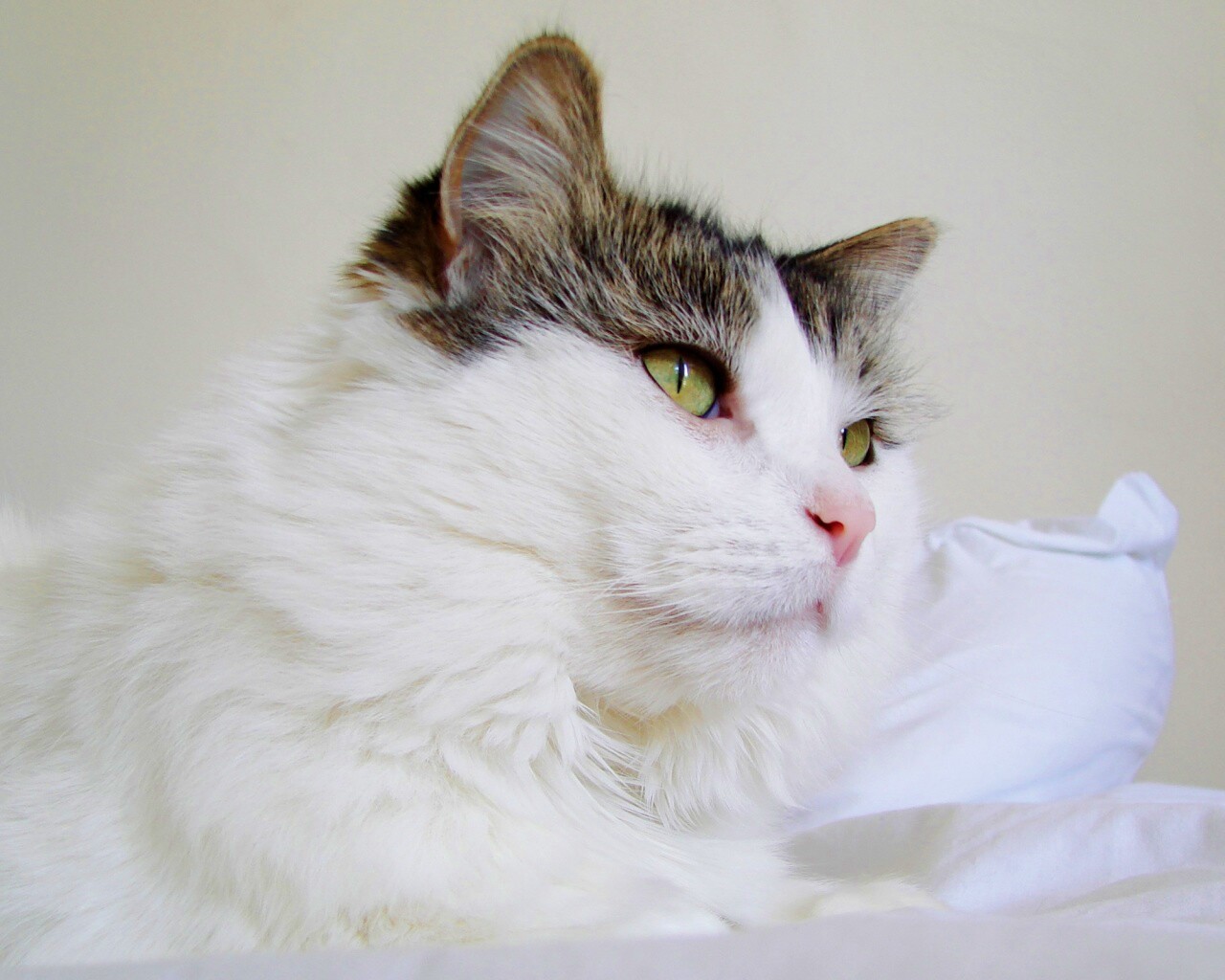 Белый кот с серой макушкой обои