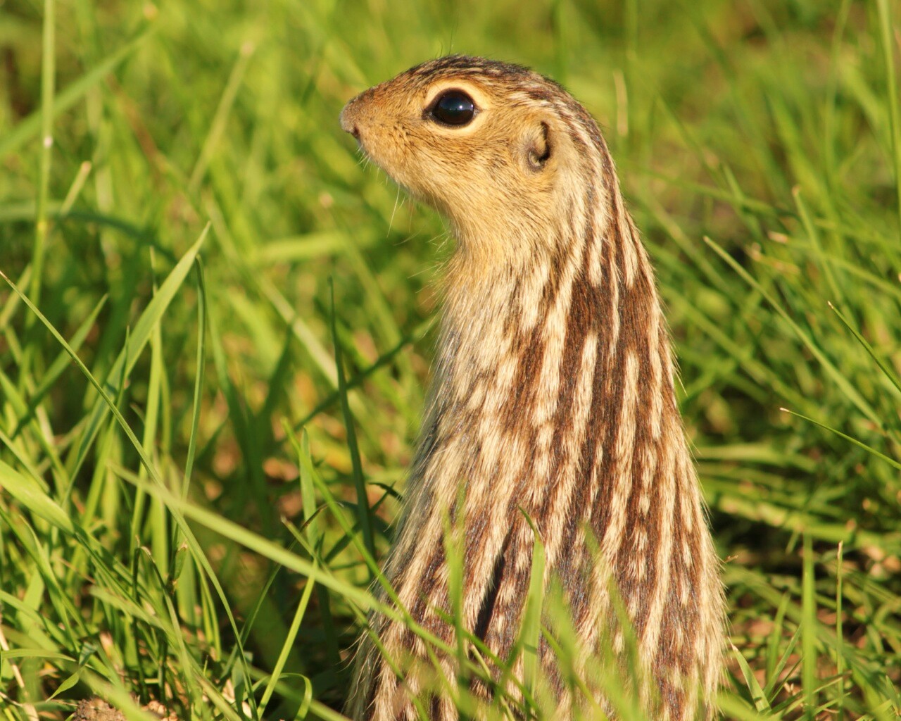 Сурок в стойке обои