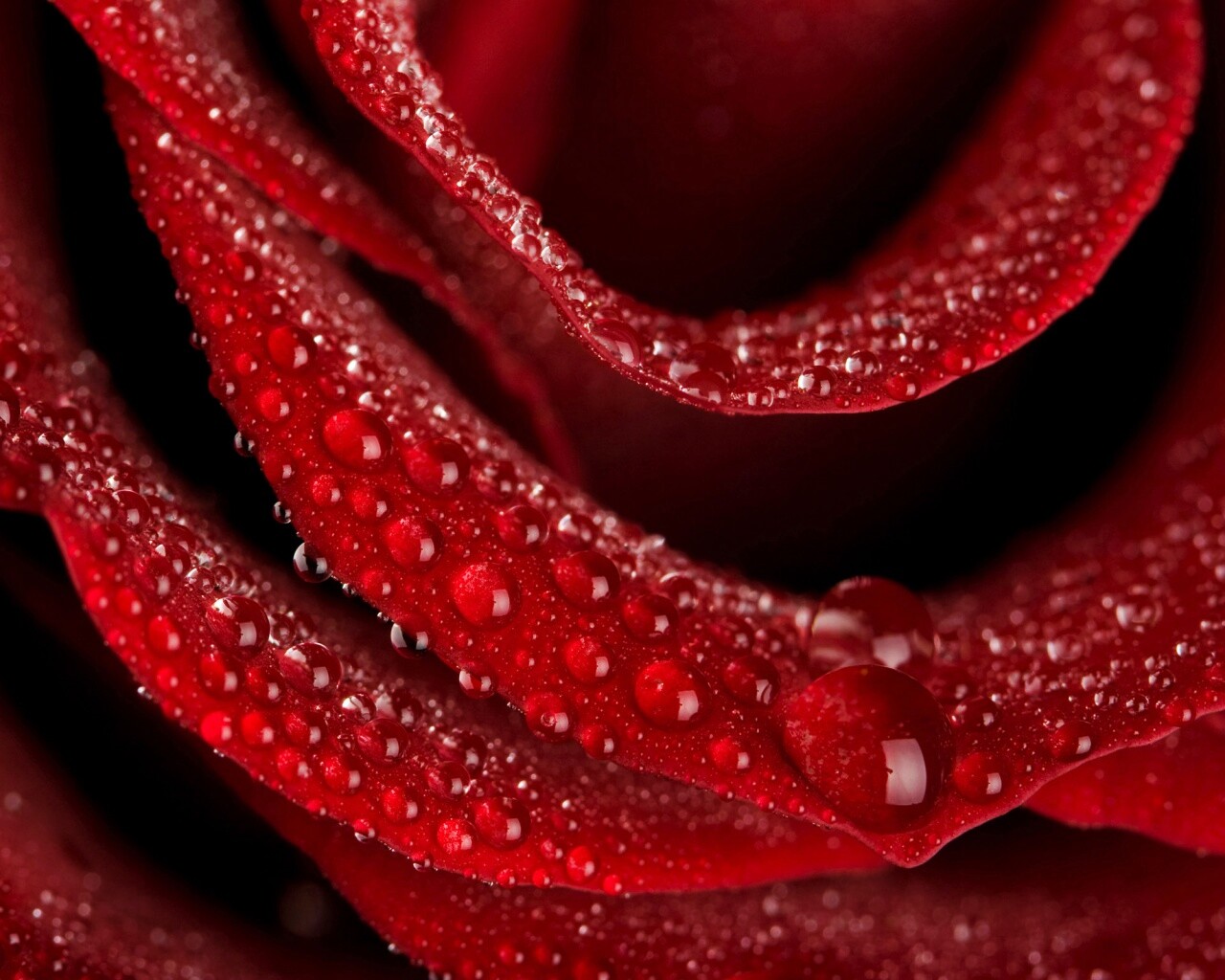 Роза в каплях обои