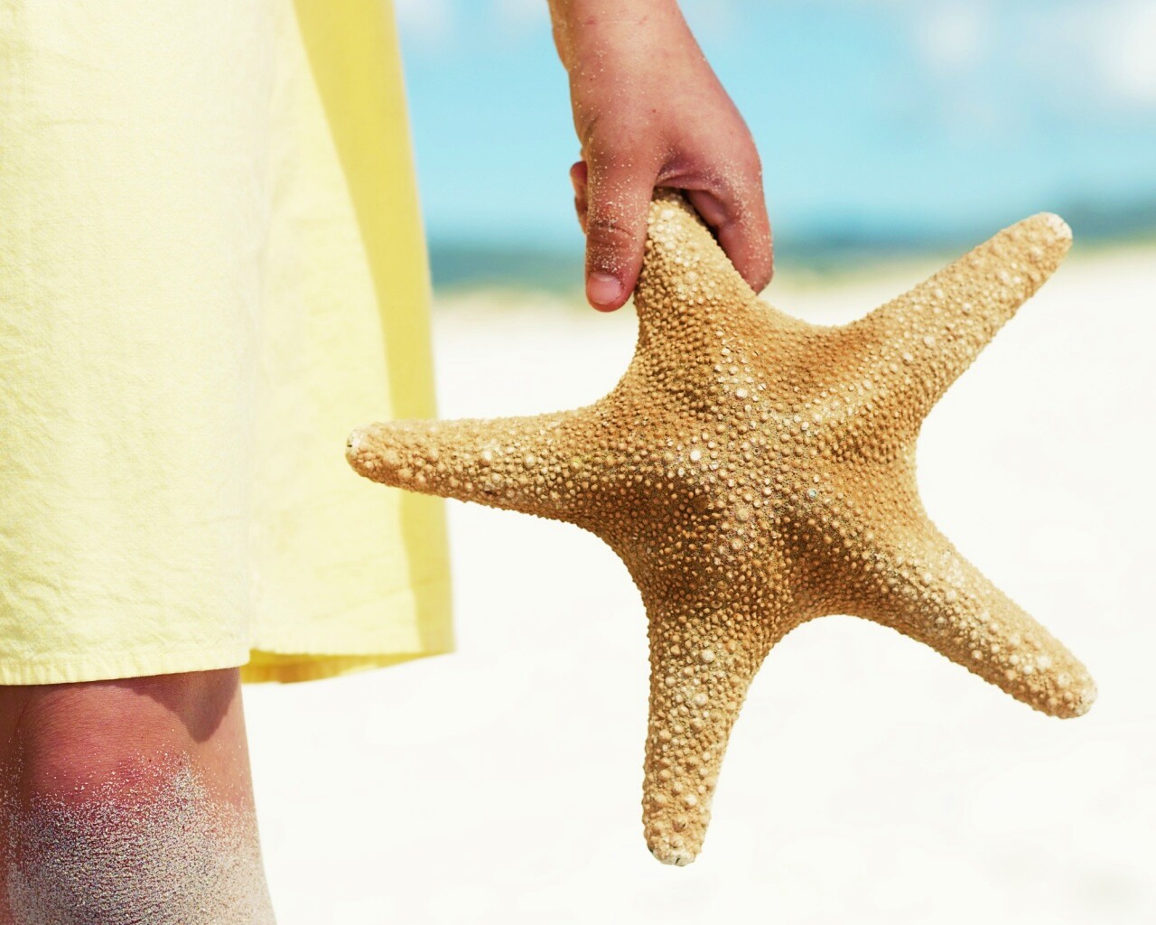 Морская звезда в руке обои