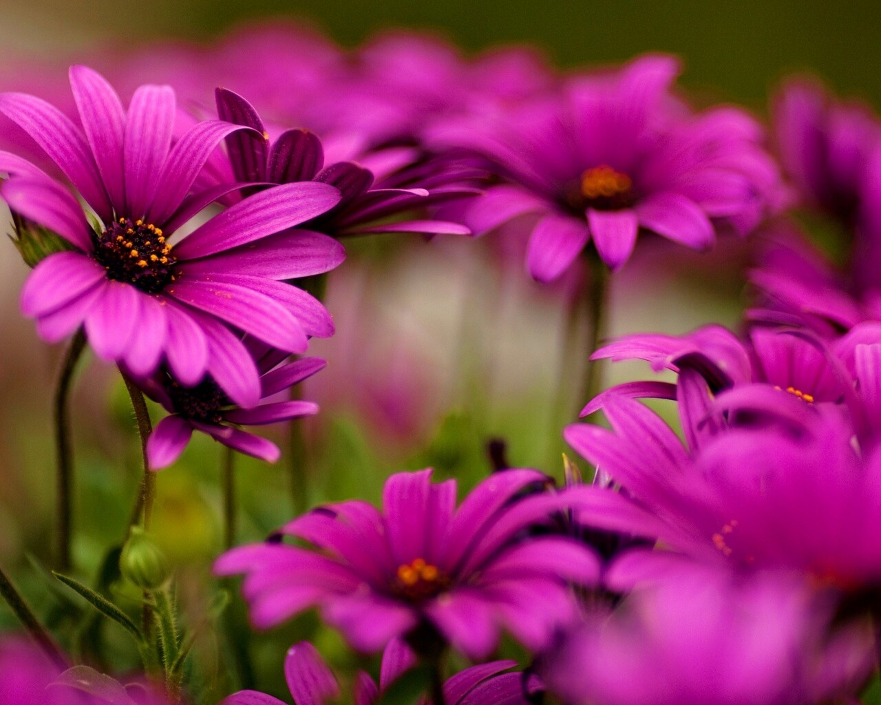 Яркие фиолетовые цветы обои