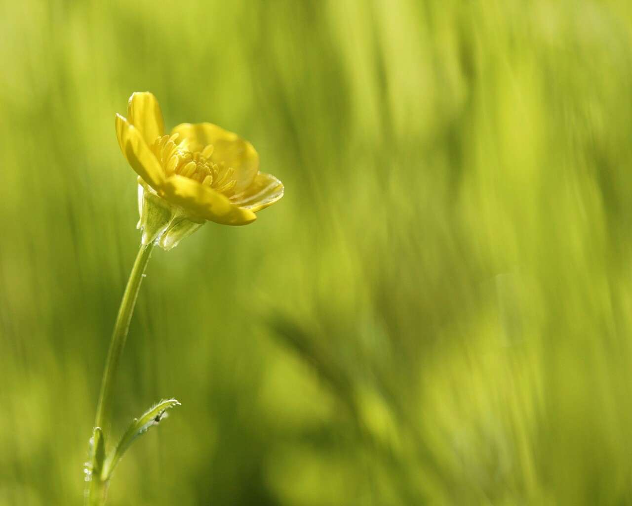 Маленький жёлтый цветочек обои