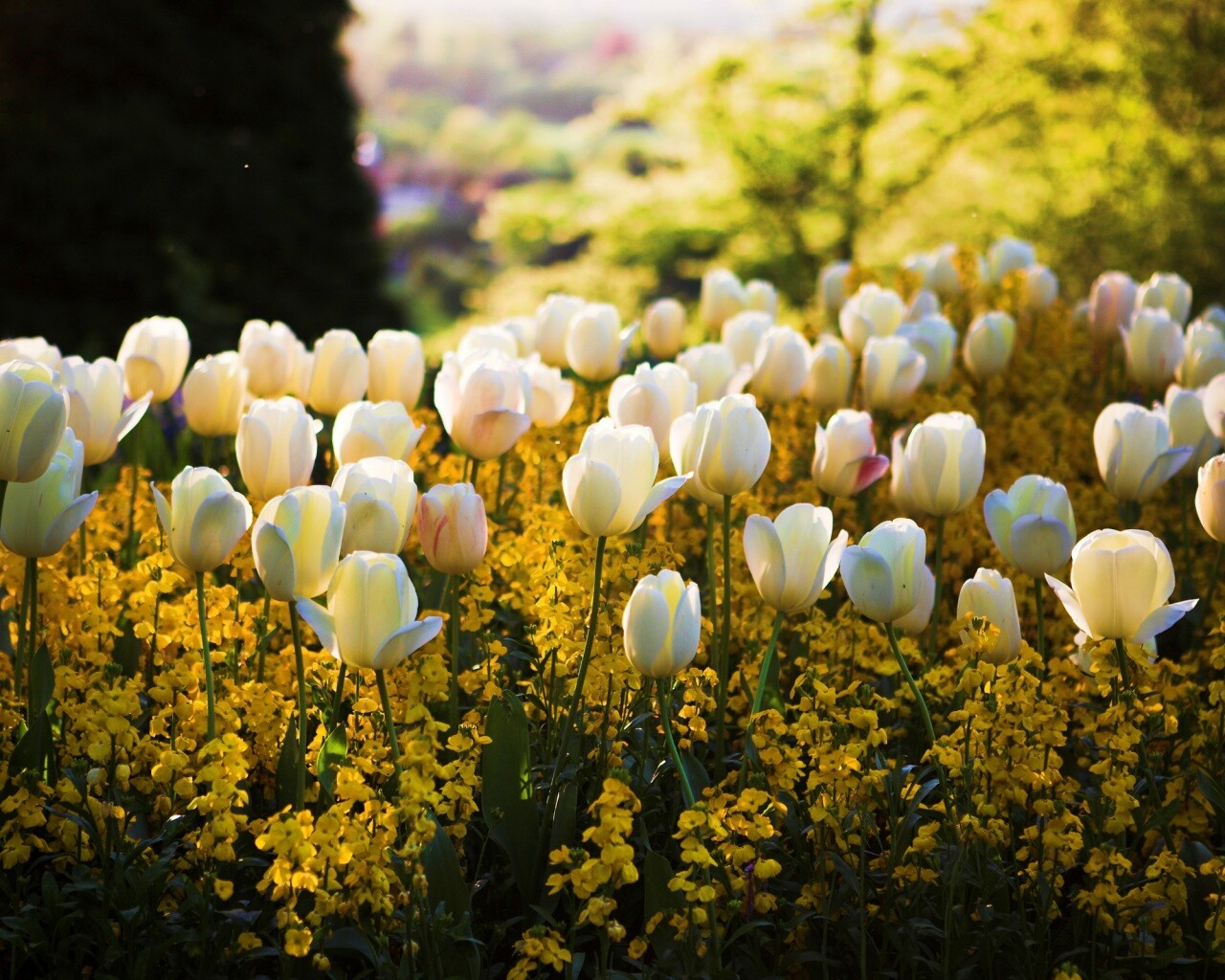 Белые тюльпаны обои