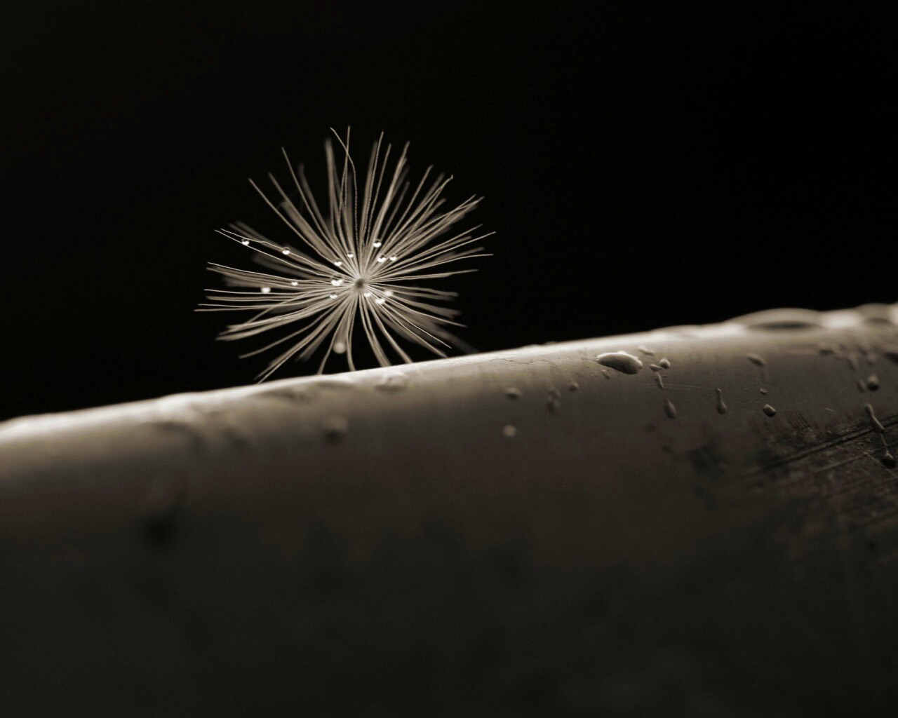 Прилипшая пушинка обои