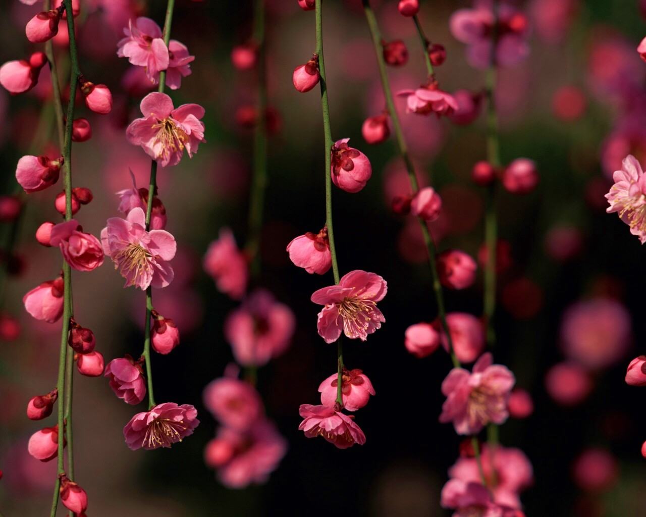 Веточки цветущего дерева обои