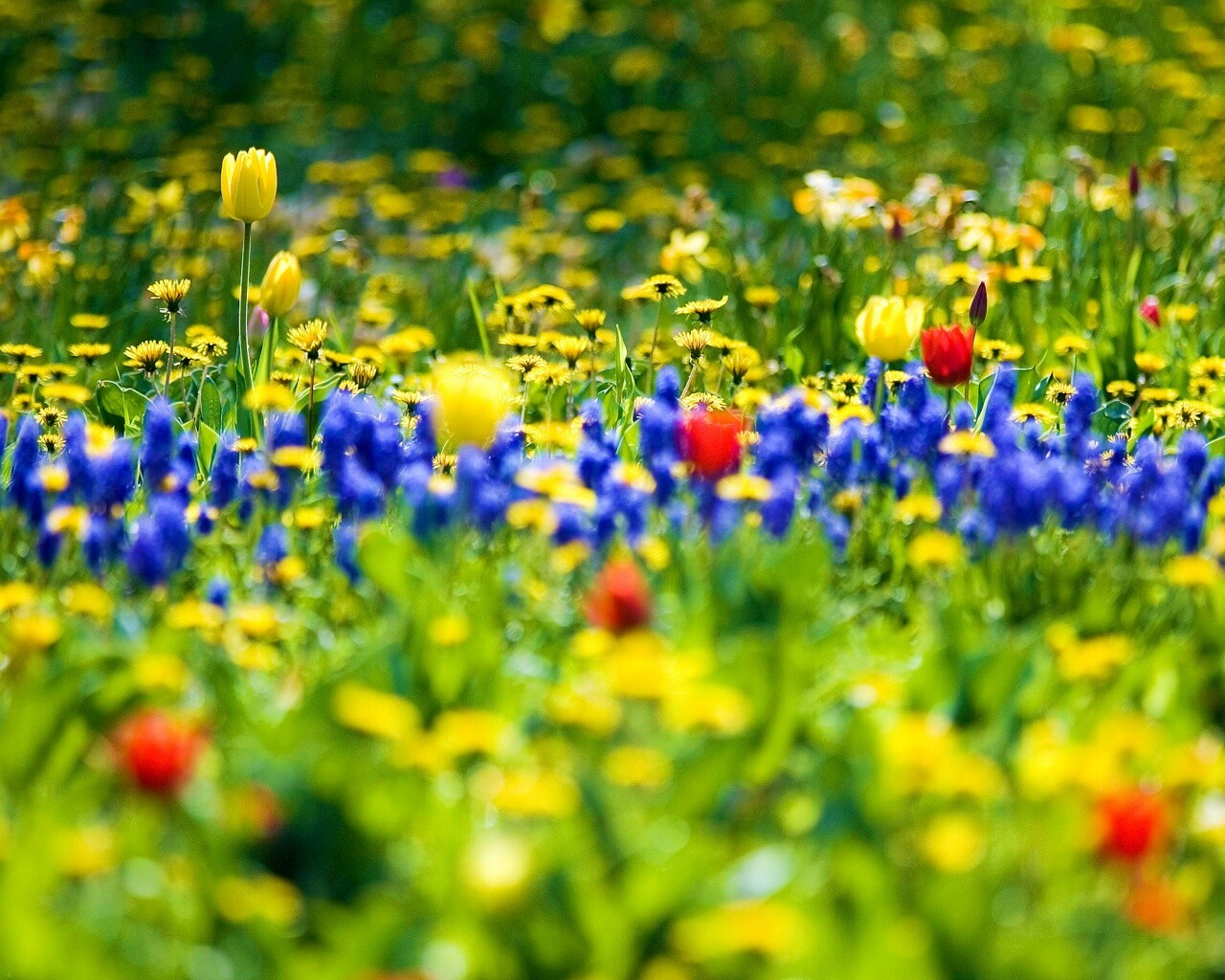 Все краски весны обои
