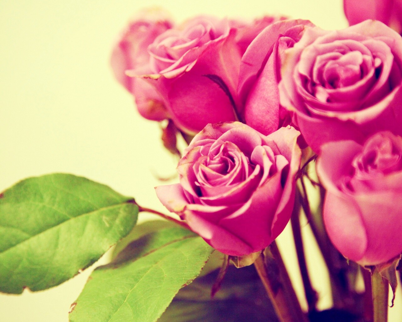 Букет розовых роз обои