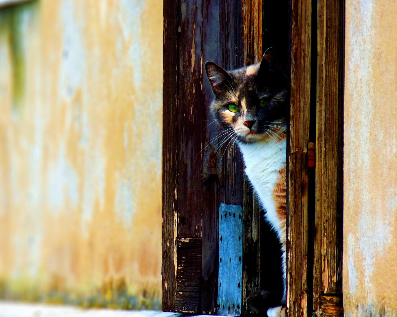 Загадочный кот обои