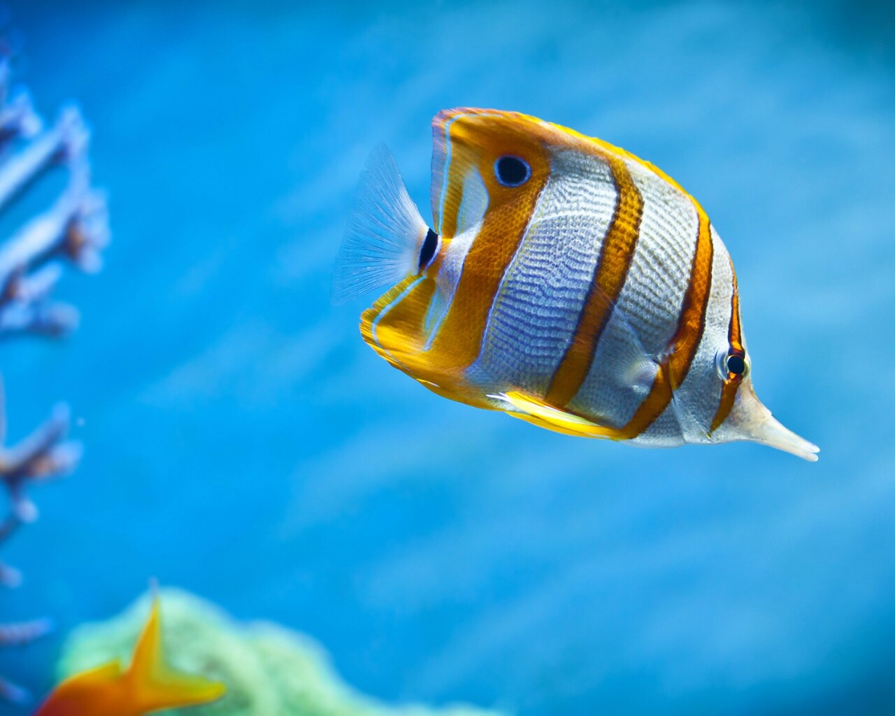 Тропическая рыбка обои