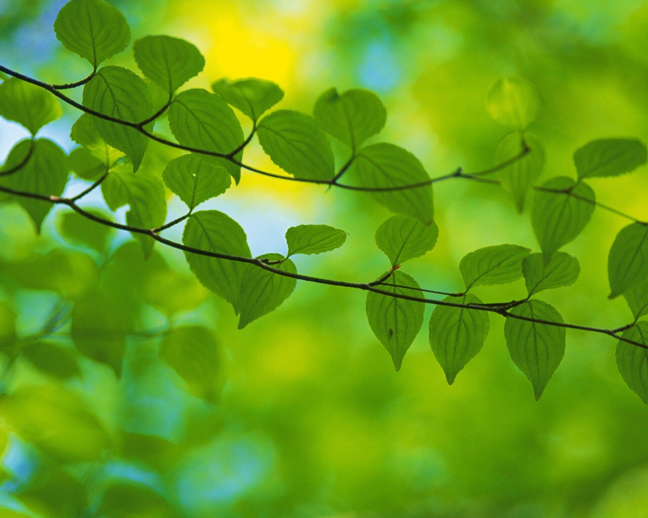 Ветка яркой зелени обои