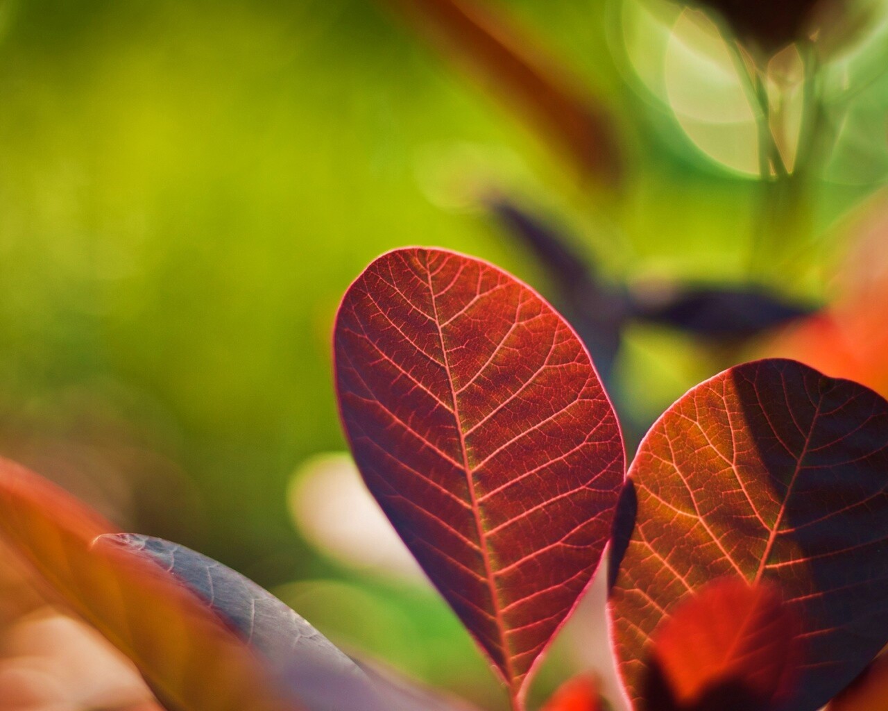 Красные листья обои