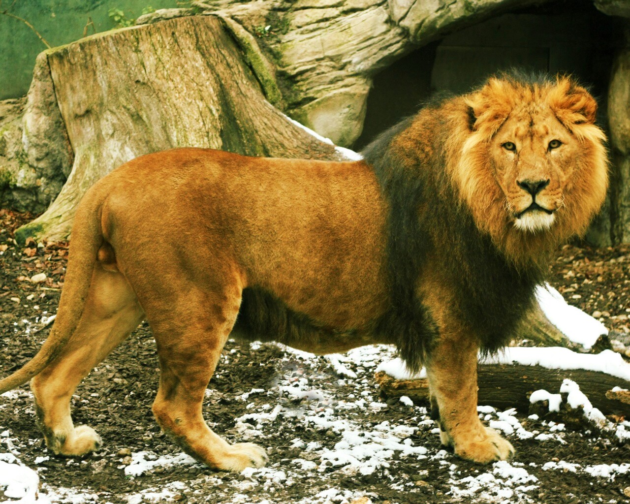 Красивый лев в лесу обои