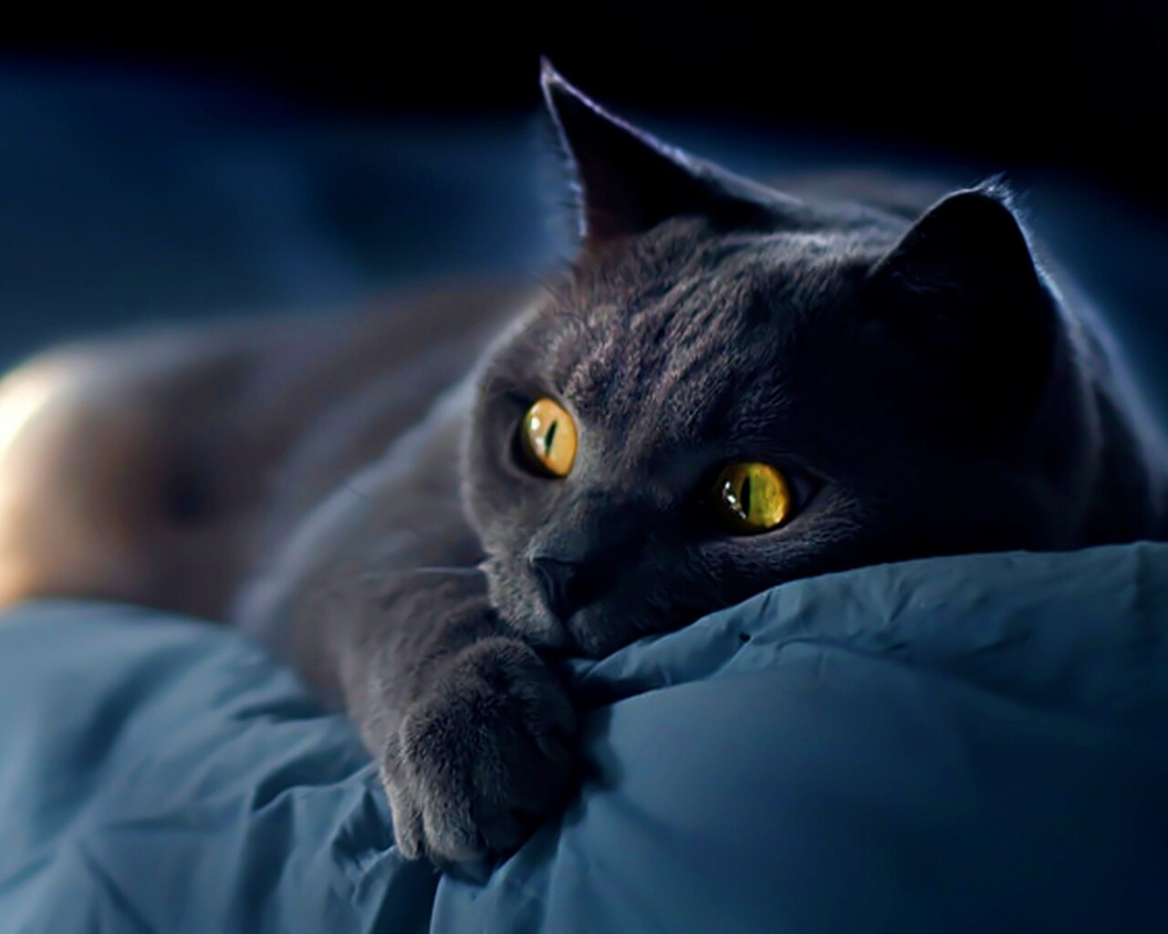 Персидский кот на кровати обои