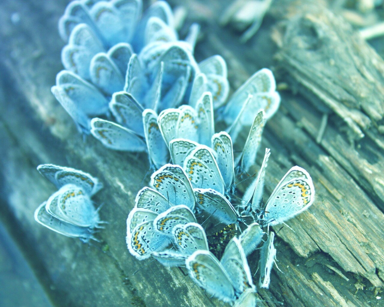 Голубые бабочки обои