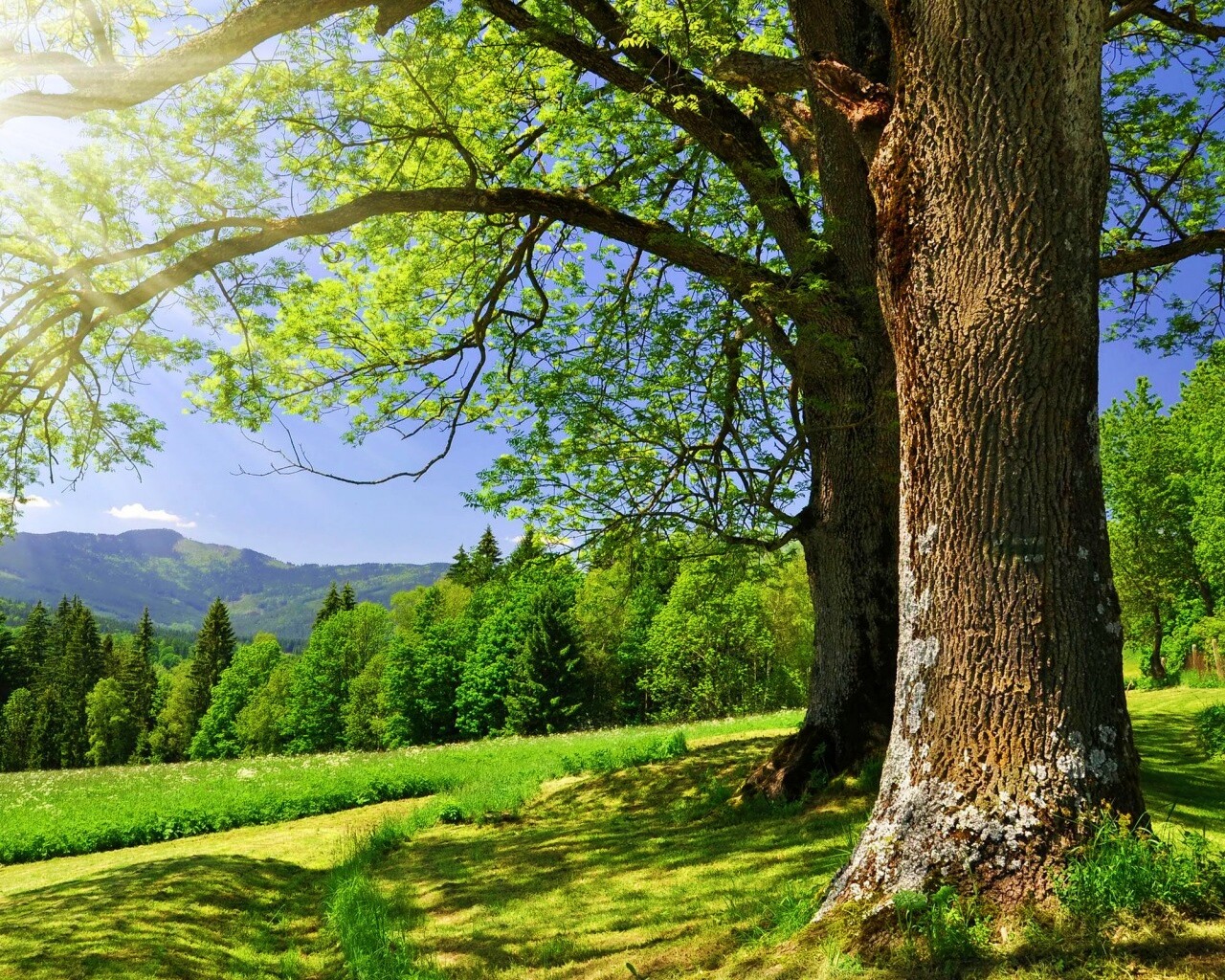 Лето в деревне обои