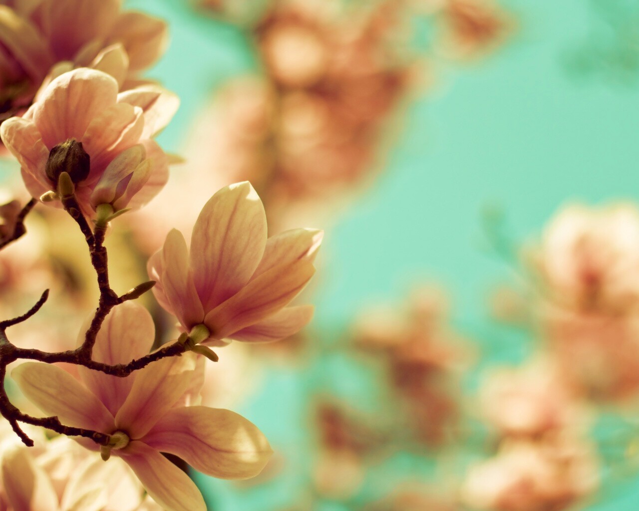 Цветы магнолии обои